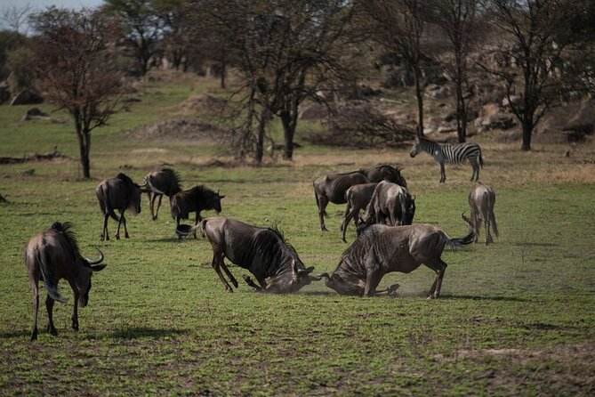 Savannah Escape & Active Culture Tour - Day three: the Ngorongoro Crater’s concentrated wildlife