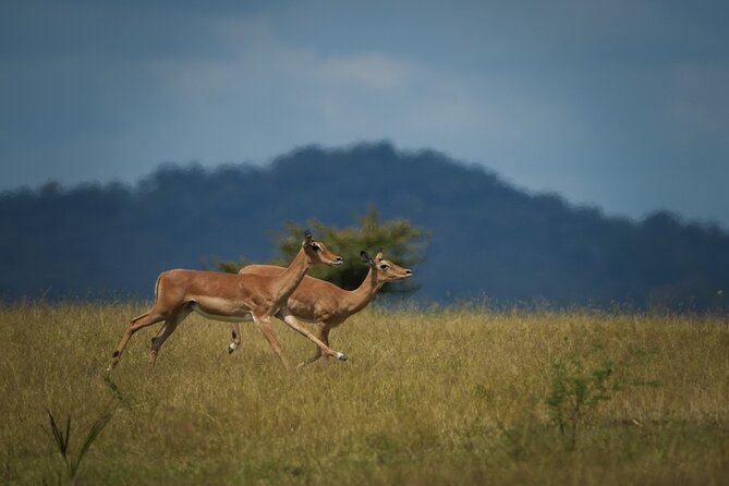 Selous Luxury Day Safari with Photographer - Flying to Mtemere airstrip