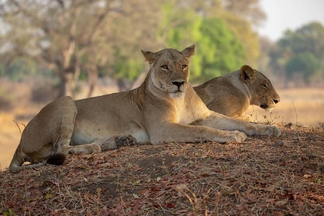 Selous/Nyerere National Park Day Trip - Key points to know before booking