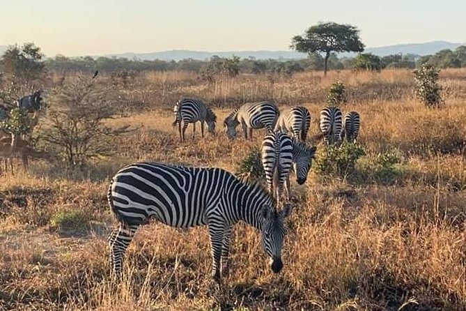 Selous/Nyerere National Park Day Trip - The private guide makes a real difference