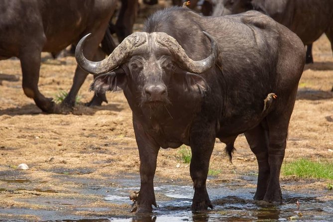Selous/Nyerere National Park Day Trip - Four hours on the road, and why it matters