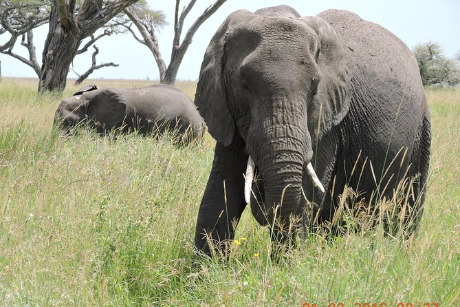 Serengeti 2-Day Safari from Mwanza - Key points at a glance