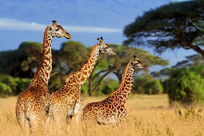 Serengeti 2-Day Safari from Mwanza - Leaving Mwanza at 6:30 am