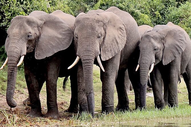 Serengeti 2-Day Safari from Mwanza - Guides, communication, and organization
