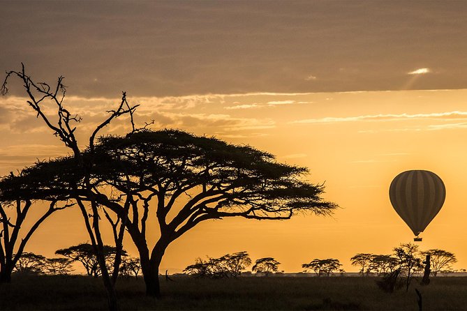 Acacia and balloons over the Serengeti at first light