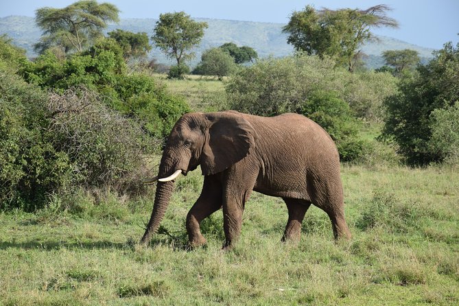 Serengeti Day Trip Safari From Mwanza Tanzania - Key points before you book