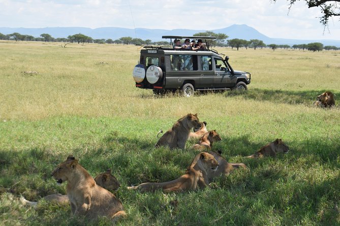 Serengeti Day Trip Safari From Mwanza Tanzania - Picnic lunch under a Serengeti tree
