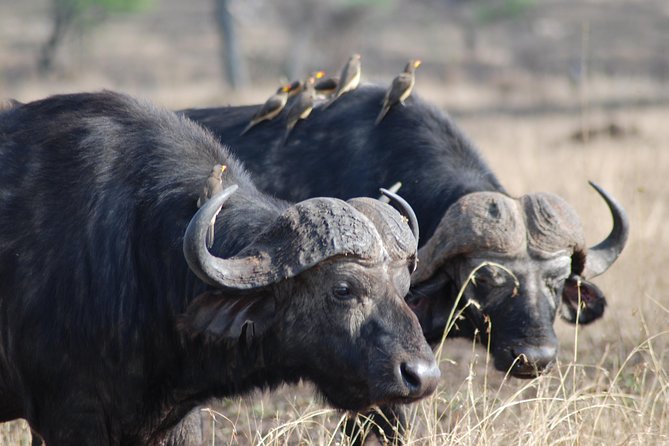 Serengeti Day Trip Safari From Mwanza Tanzania - The afternoon game drive and return to Mwanza