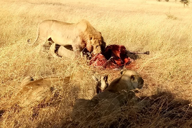 Serengeti Day Trip Safari From Mwanza Tanzania - The two-hour drive to Ndabaka Gate