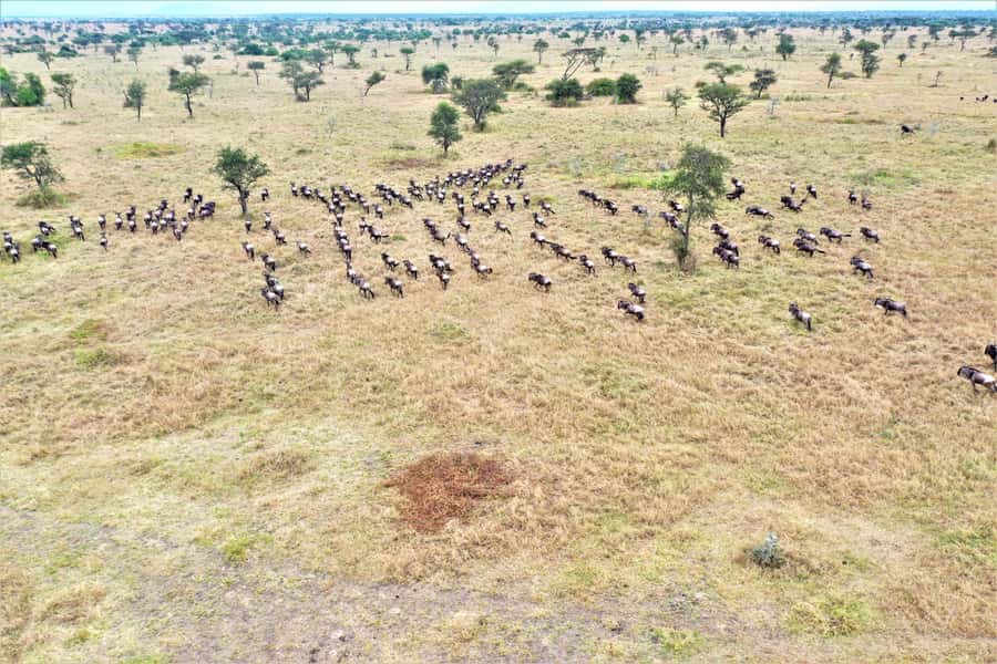 Serengeti: Hot Air Balloon Flight with Champagne Breakfast - Key Details Before You Book