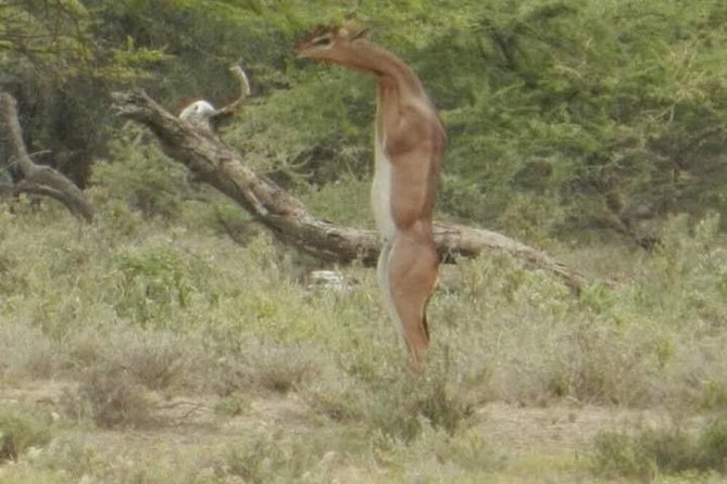 Serengeti national Park, ngorongoro conservation area 3 days two nights - The Serengeti plains and the Great Migration