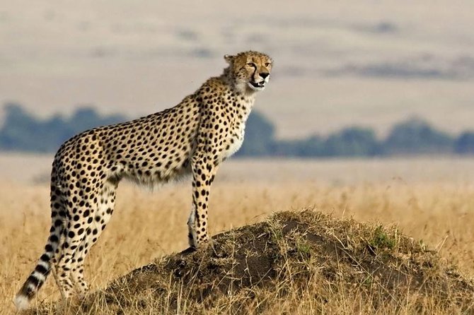 SERENGETI NATIONAL PARK Tour - Day Two: Sunrise, Bush Breakfast, and Central Serengeti