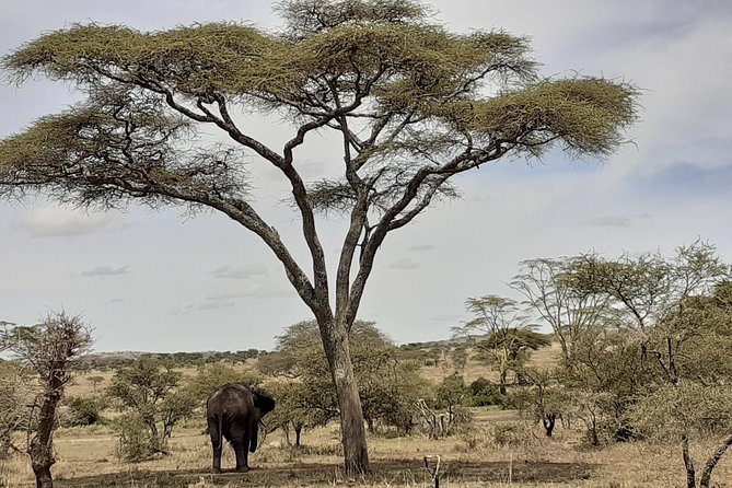 SERENGETI NATIONAL PARK Tour - Day Four: A Second Chance Near the Mara River