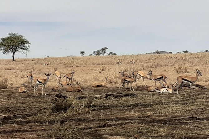 SERENGETI NATIONAL PARK Tour - Day Five: Ngorongoro Crater From Lobo Camp