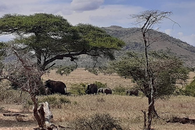 SERENGETI NATIONAL PARK Tour - Four Serengeti Nights and the Migration Calendar