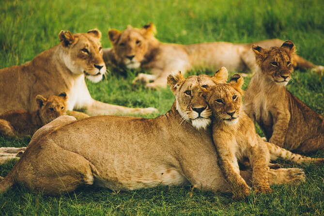 Serengeti & Ngorongoro 3 Days Budget Safari - Wildlife value: Serengeti space and crater concentration