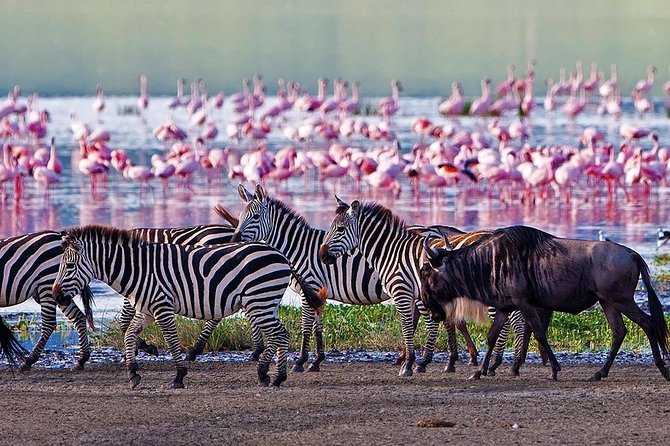 Serengeti & Ngorongoro 3 days Fly Safari in from Zanzibar - Meals, lodging, and the real value of $2,200
