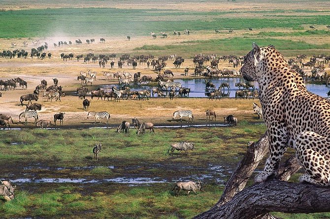 Serengeti & Ngorongoro 3 days Fly Safari in from Zanzibar - The strongest part of the service