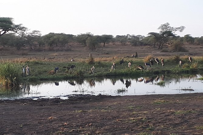 serengeti & ngorongoro 3 days private tour - Day three: searching for black rhinos in Ngorongoro