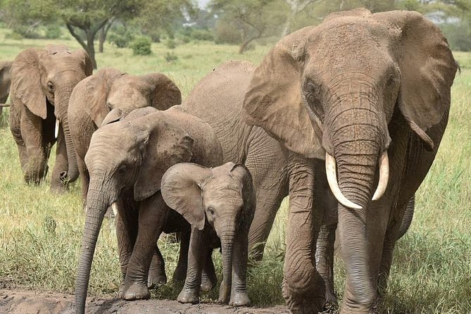 serengeti & ngorongoro 3 days private tour - Guides, cooks, and the human side of the trip