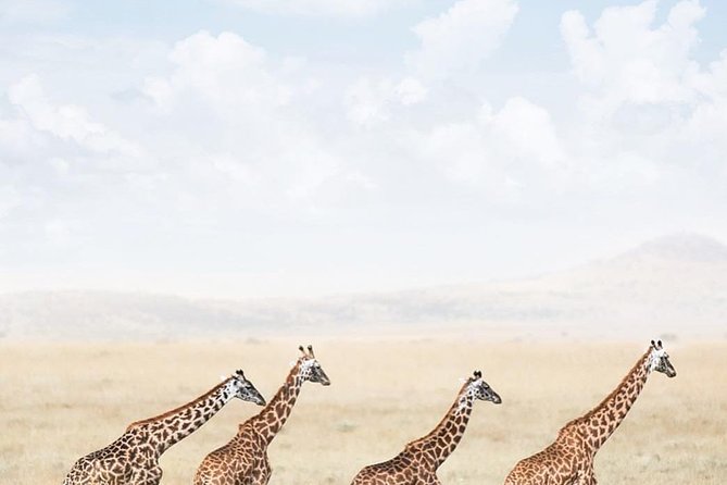 serengeti & ngorongoro 3 days private tour - What the $1,298.08 price really buys