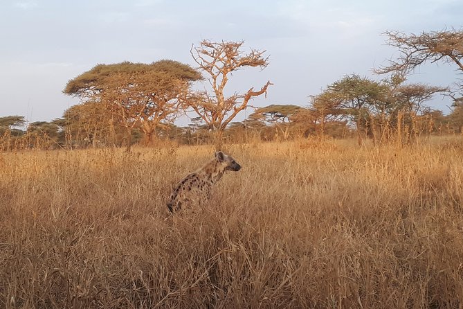 serengeti & ngorongoro 3 days private tour - Who should choose this safari?