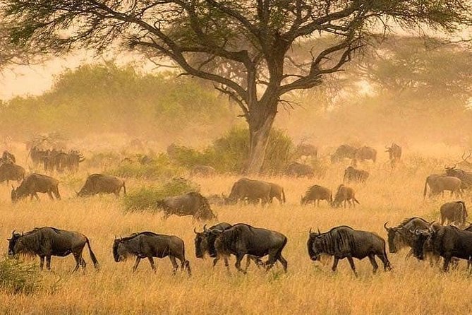 serengeti & ngorongoro 3 days private tour - Day one: crater views, Maasai culture, and a Serengeti sunset