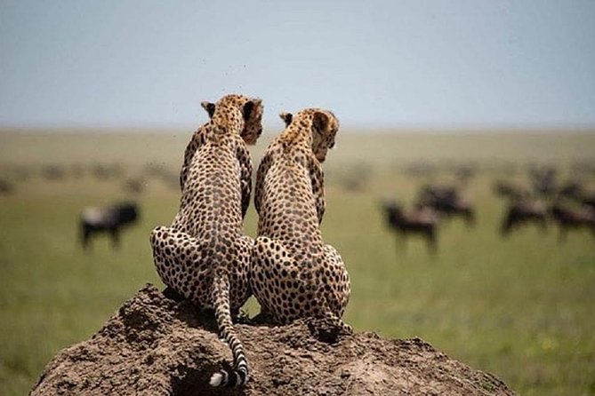 Serengeti & Ngorongoro fly in safari - Day three: searching for black rhinos in Ngorongoro Crater