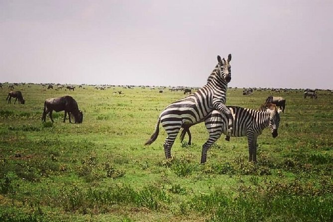 Serengeti & Ngorongoro fly in safari - Who will get the most from this three-day plan