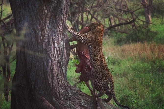 serengeti, ngorongoro & tarangire 5days private tour - Key points at a glance