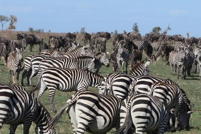 serengeti, ngorongoro & tarangire 5days private tour - Serengeti: the trip’s main event