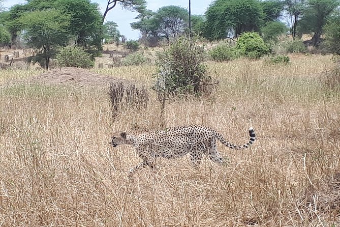 serengeti, ngorongoro & tarangire 5days private tour - Ngorongoro, a concentrated wildlife day