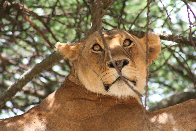 Serengeti Tour – 7Days/6 nights (4 stars accommodations) - Day one: elephants and dry-season wildlife in Tarangire