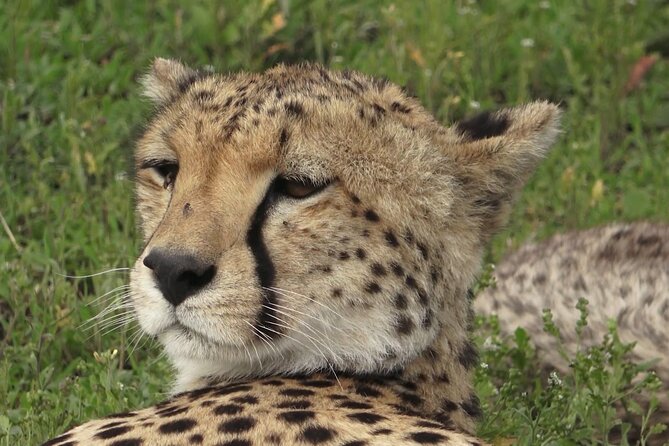 Serengeti Under Canvas - 9 days - Day 1: Rest after the flight