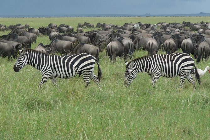 Serengeti Wildebeest Migration. - What the $4,185 price really buys