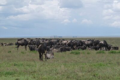 Serengeti Wildebeest Migration.