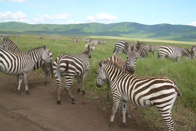 Serengeti Wildebeest Migration. - Day 6: From Serengeti grasslands to Ngorongoro rim