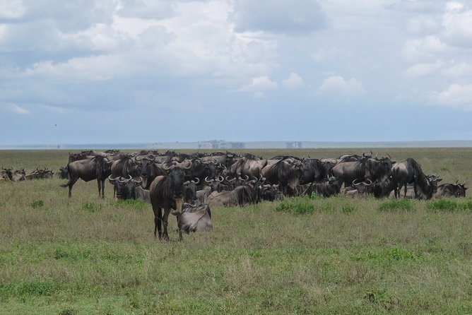 Serengeti Wildebeest Migration. - Day 1: Tarangire’s baobabs and elephant families