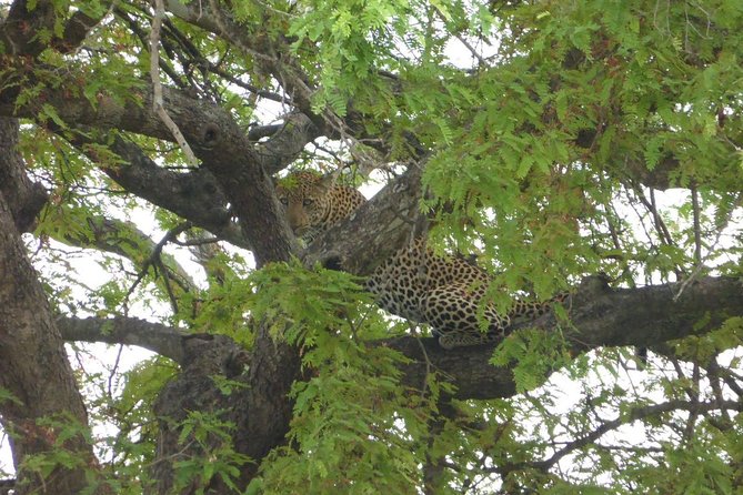 Short Safari from Dar es Salaam to Mikumi National Park - 2 Days - The Four Details That Matter Most