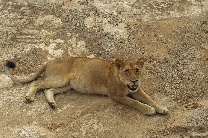 Short Safari from Dar es Salaam to Mikumi National Park - 2 Days - Day Two: Early Animals, Breakfast, Then the Long Ride Home
