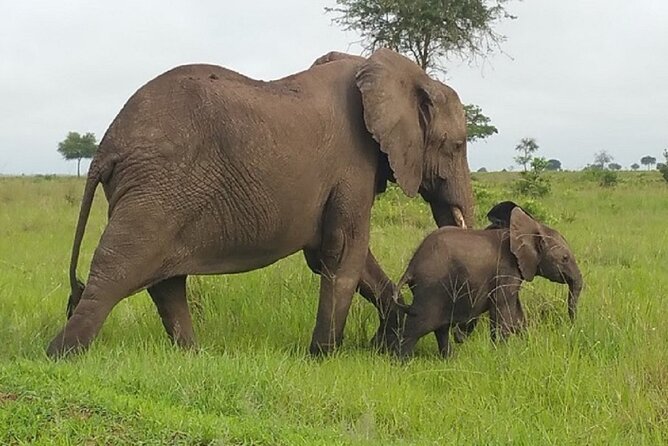 Short Safari from Dar es Salaam to Mikumi National Park - 2 Days - What You Might See in Mikumi