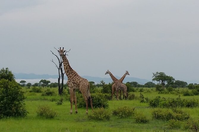 Short Safari from Dar es Salaam to Mikumi National Park - 2 Days - The Guides Make the Difference