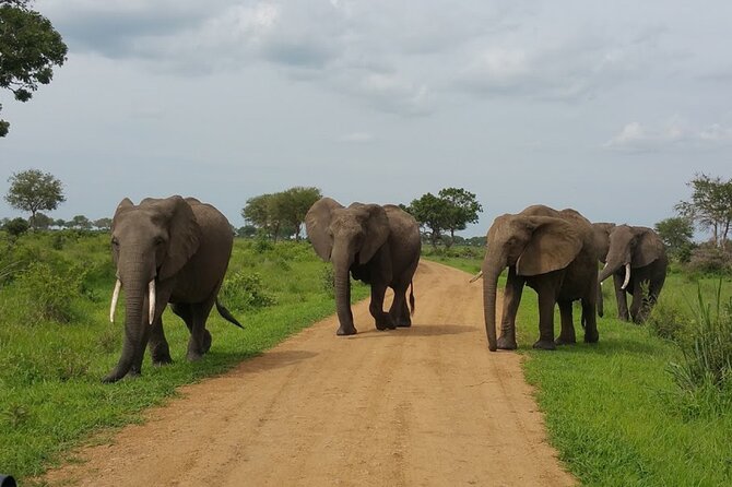 Short Safari from Dar es Salaam to Mikumi National Park - 2 Days - The Cottage Night and Wildlife Near Your Door