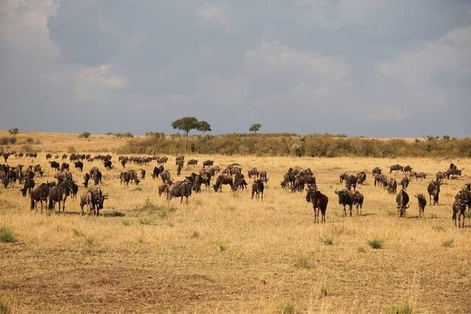 Small Group Serengeti and Ngorongoro Crater Adventure Safari - Day 2, the long road to the Serengeti