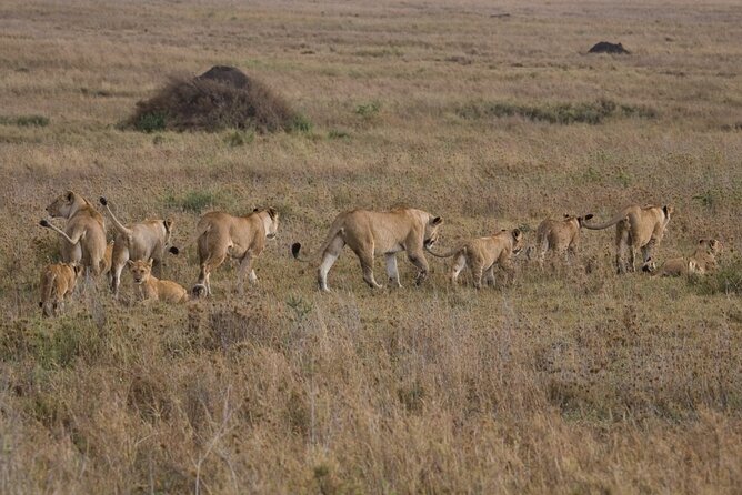 Small Group Serengeti and Ngorongoro Crater Adventure Safari - Camping, meals, and what the price covers