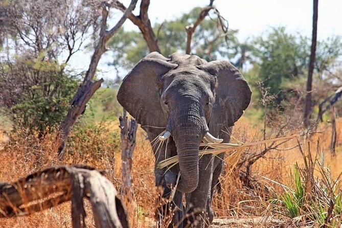 Small Group Serengeti and Ngorongoro Crater Adventure Safari - Day 1 in Arusha, a useful landing night