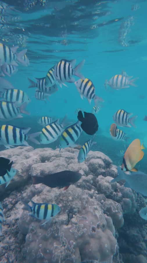 Snorkel Mnemba’s Reefs & Swim with Dolphins Adventure - What the Mnemba trip is really like