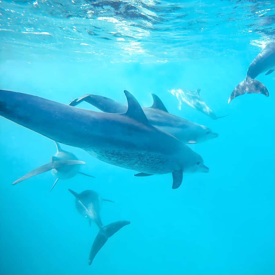Snorkel Mnemba’s Reefs & Swim with Dolphins Adventure - The 20-minute speedboat ride to Mnemba