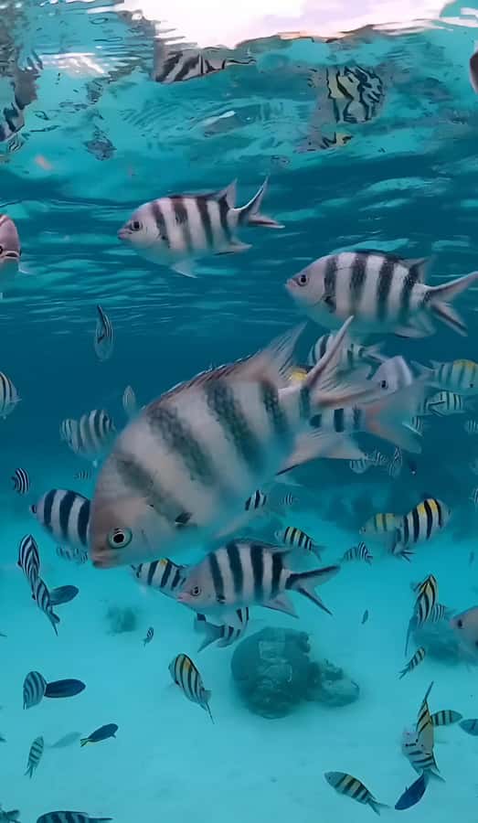 Snorkel Mnemba’s Reefs & Swim with Dolphins Adventure - What the $40 price includes