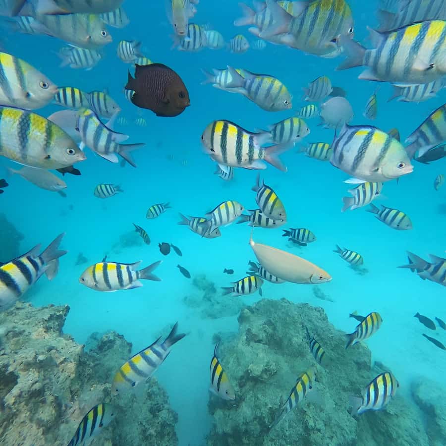 Snorkel Mnemba’s Reefs & Swim with Dolphins Adventure - Who will enjoy this most